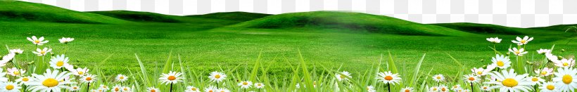 Download Clip Art, PNG, 3543x569px, Grasses, Commodity, Ecosystem, Energy, Field Download Free