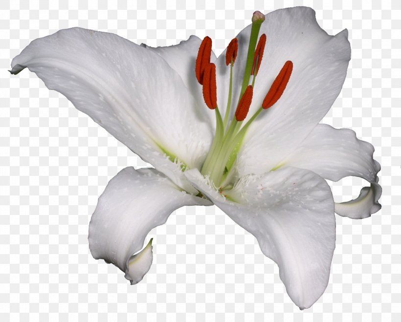 Lilium Hemerocallis Lilioasphodelus Flower Clip Art, PNG, 2060x1656px, Lilium, Cut Flowers, Daylily, Digital Image, Filename Extension Download Free