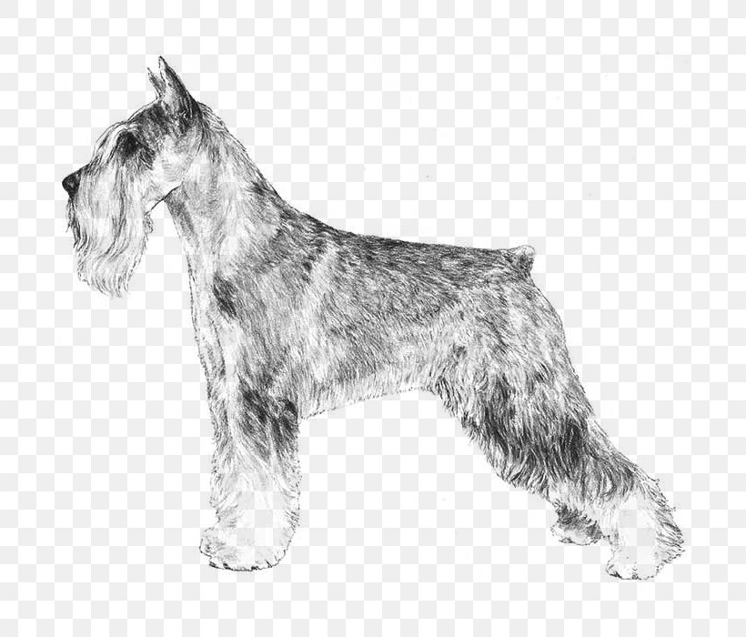 Miniature Schnauzer Standard Schnauzer Giant Schnauzer Scottish Terrier Cesky Terrier, PNG, 700x700px, Miniature Schnauzer, Black And White, Breed, Breed Standard, Carnivoran Download Free