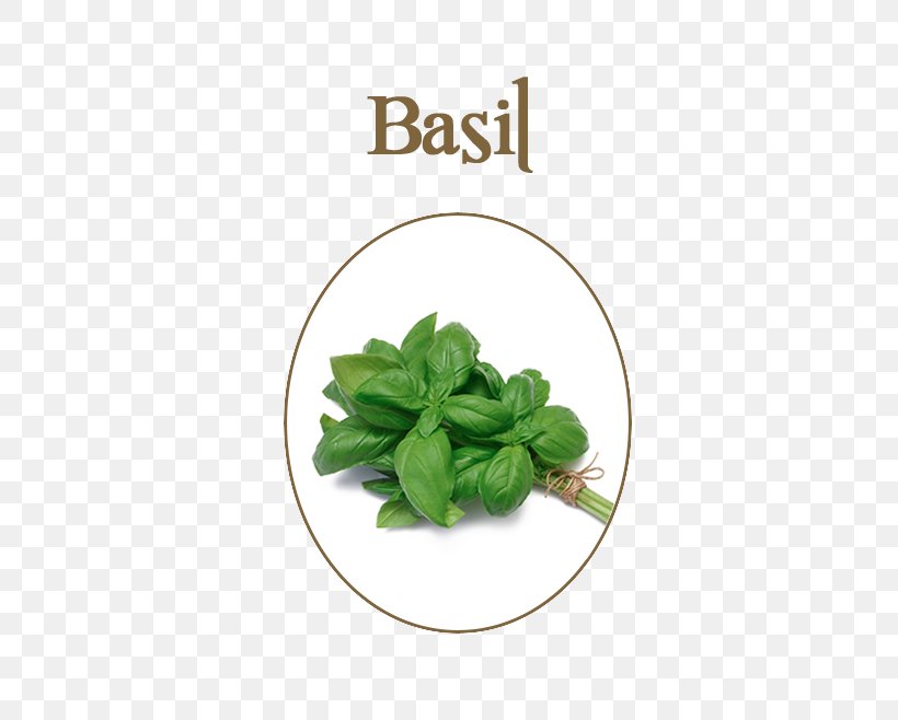 Organic Food Basil Herb Vegetable, PNG, 566x658px, Organic Food, Basil, Borage, Coriander, Delivery Download Free