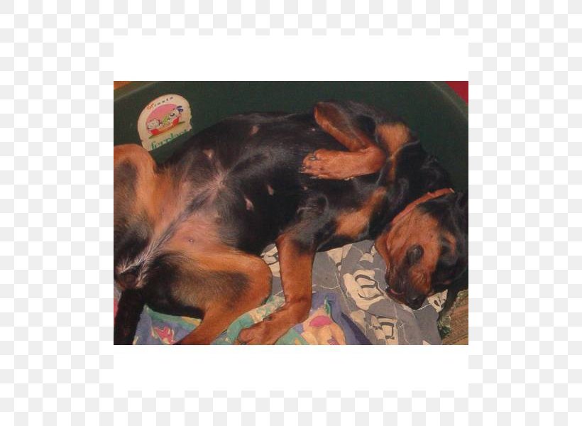 Rottweiler Dog Breed Black And Tan Coonhound Polish Hunting Dog Puppy, PNG, 800x600px, Rottweiler, Black And Tan Coonhound, Black Tan, Breed, Carnivoran Download Free