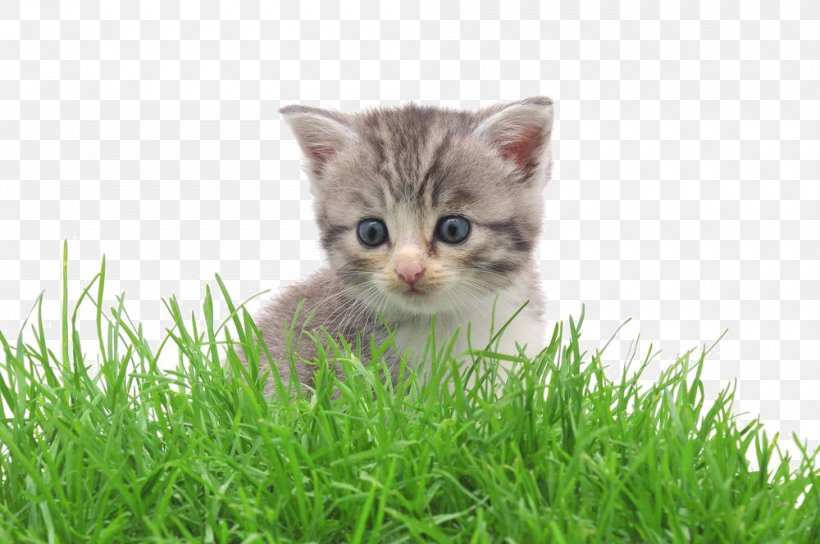 American Shorthair Munchkin Cat Kitten Cartoon, PNG, 1000x664px, American Shorthair, Carnivoran, Cartoon, Cat, Cat Like Mammal Download Free