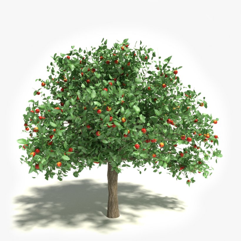 Apple White Transparent Stock Photography Tree Clip Art, PNG, 1024x1024px, Apple, Branch, Evergreen, Fruit, Fruit Tree Download Free