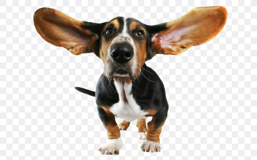 Basset Hound Bloodhound Beagle Puppy Chihuahua, PNG, 1024x640px, Basset Hound, Beagle, Bloodhound, Breed, Chihuahua Download Free