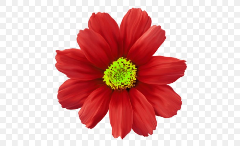 Chrysanthemum Flower Red Common Daisy Plant, PNG, 500x500px, Chrysanthemum, Annual Plant, Chrysanths, Color, Common Daisy Download Free