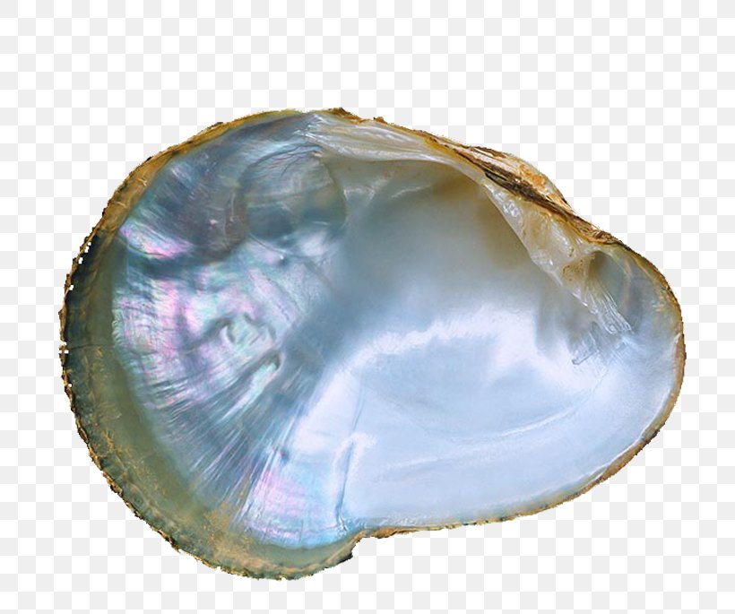 Mussel Pink Mucket Oyster Cockle Seashell, PNG, 800x685px, Mussel, Abalone, Clam, Clams Oysters Mussels And Scallops, Cockle Download Free