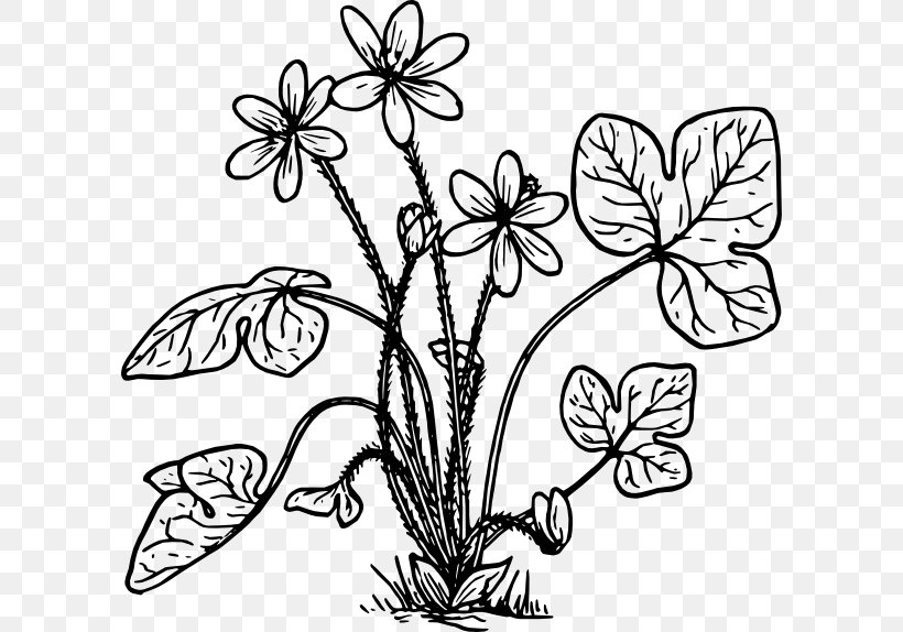 Anemone Hepatica Coloring Book Flower Clip Art, PNG, 600x574px, Hepatica, Anemone, Anemone Hepatica, Art, Black And White Download Free