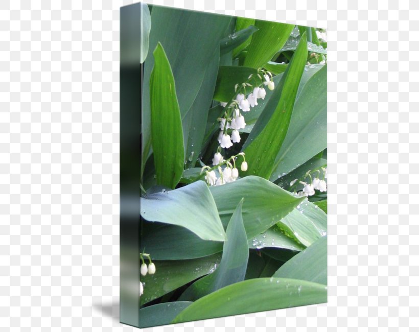 Lily Of The Valley Work Of Art Plant Stem Photography, PNG, 475x650px, Lily Of The Valley, Art, Cargo, Digital Art, Fine Art Download Free