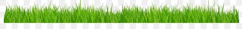 Wheatgrass Leaf Plant Stem Line, PNG, 2211x271px, Wheatgrass, Grass, Grass Family, Green, Leaf Download Free