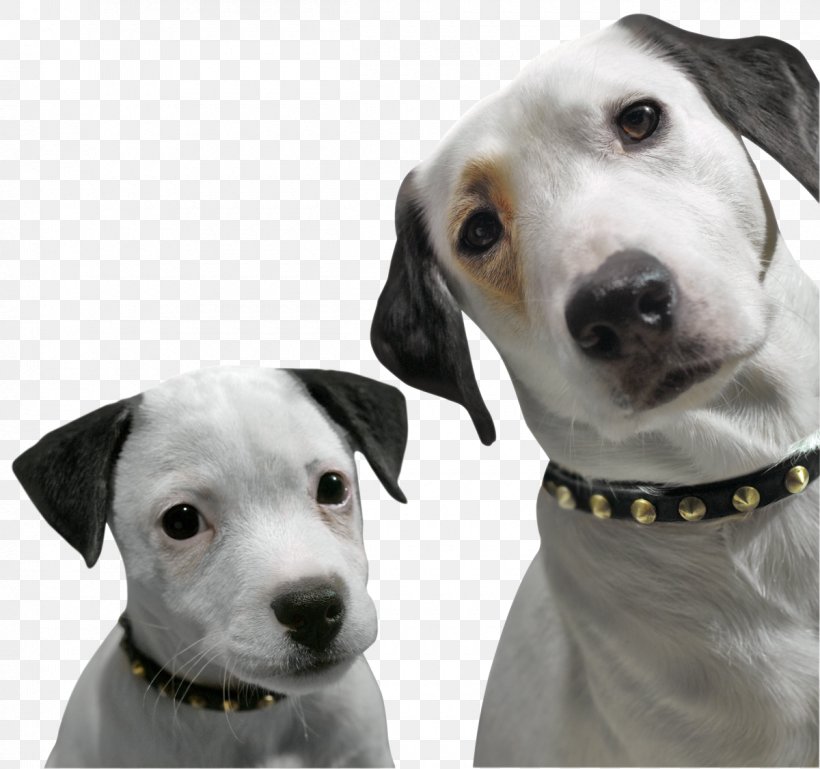 Dalmatian Dog Jack Russell Terrier Nipper RCA Television, PNG, 1200x1126px, Dalmatian Dog, Advertising, Carnivoran, Companion Dog, Dog Download Free