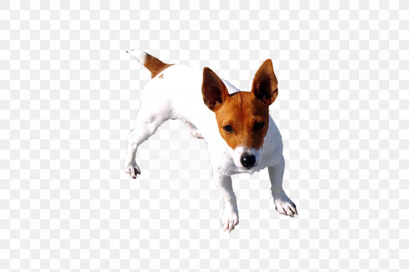 Dog Breed Miniature Fox Terrier Toy Fox Terrier Rat Terrier Tenterfield Terrier, PNG, 1186x790px, Dog Breed, Breed, Canadian Kennel Club, Carnivoran, Companion Dog Download Free