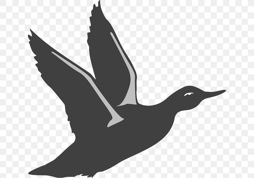 Mallard Duck Bird American Pekin Clip Art, PNG, 640x575px, Mallard, American Black Duck, American Pekin, Beak, Bird Download Free