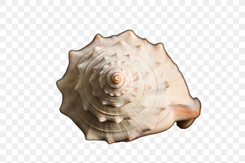 Sea Snail Conch Scallop, PNG, 1000x667px, Sea Snail, Clams Oysters Mussels And Scallops, Conch, Conch Piercing, Conchology Download Free
