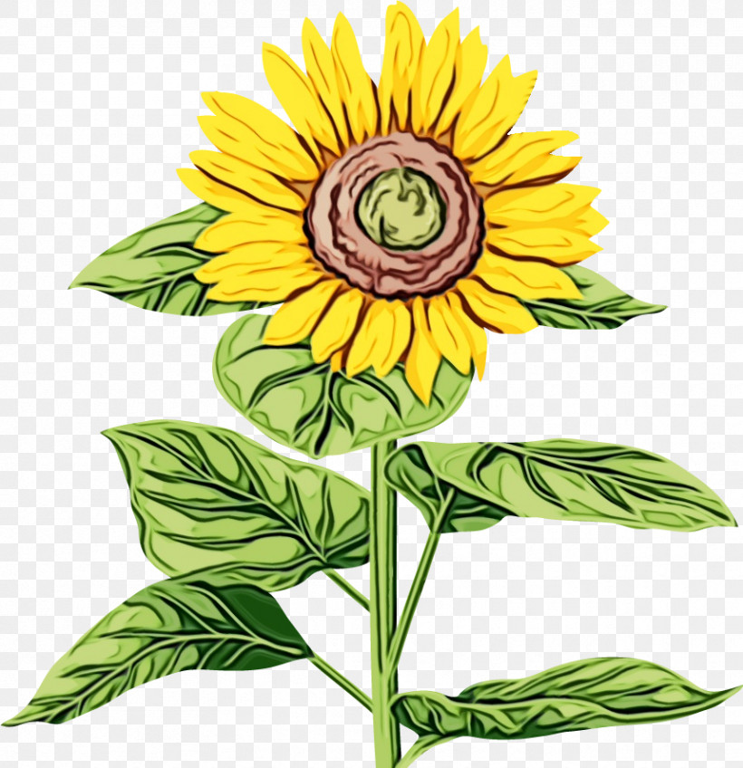Sunflower, PNG, 858x888px, Watercolor, Annual Plant, Cut Flowers, Daisy Family, Flower Download Free