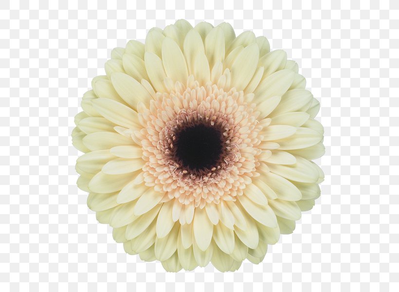 Transvaal Daisy Jac. Oudijk Gerbera's Chrysanthemum Cut Flowers, PNG, 600x600px, Transvaal Daisy, Asterales, Chrysanthemum, Chrysanths, Cut Flowers Download Free