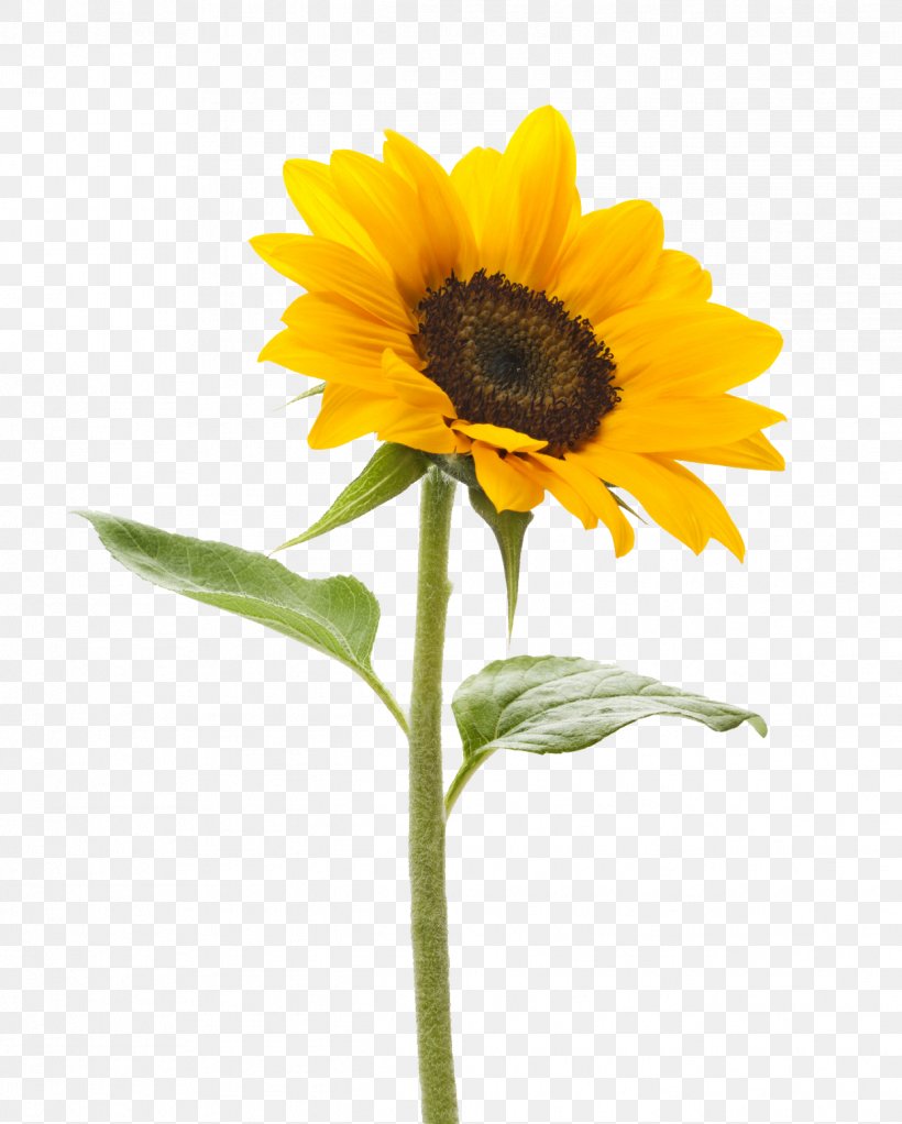 Common Sunflower Stock Photography Stock.xchng Color, PNG, 1241x1547px, Common Sunflower, Color, Daisy Family, Flower, Flowering Plant Download Free