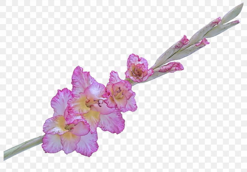 Flower Pink Plant Flowering Plant Purple, PNG, 3362x2345px, Flower, Cut Flowers, Dendrobium, Flowering Plant, Gladiolus Download Free