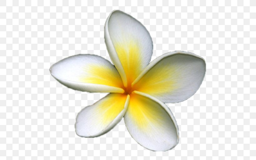 Frangipani Drawing Clip Art, PNG, 512x512px, Frangipani, Color, Drawing, Flower, Istock Download Free
