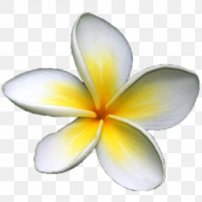 frangipani images frangipani transparent png free download frangipani transparent png