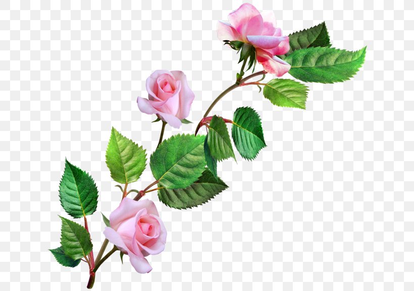 Garden Roses Painting Flower, PNG, 650x578px, Garden Roses, Artificial Flower, Branch, Bud, Cut Flowers Download Free