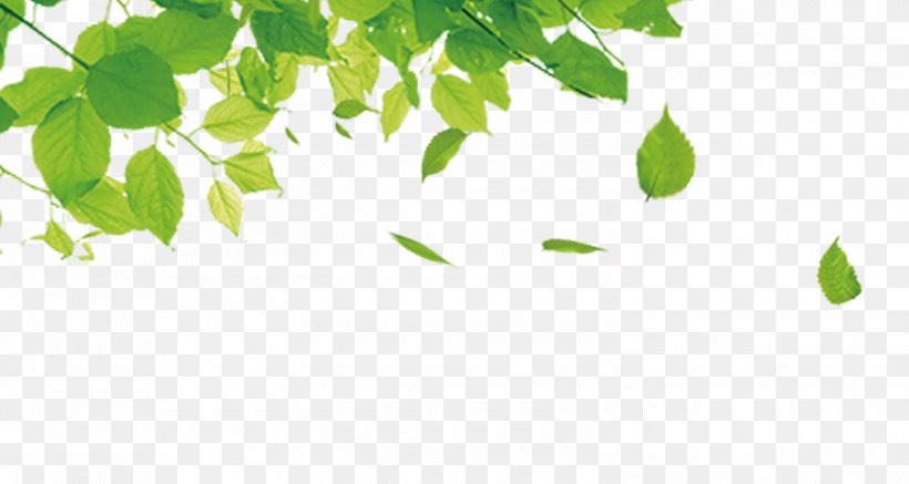 Green Leaf Gratis Computer File, PNG, 1500x800px, Green, Branch, Designer, Grass, Gratis Download Free