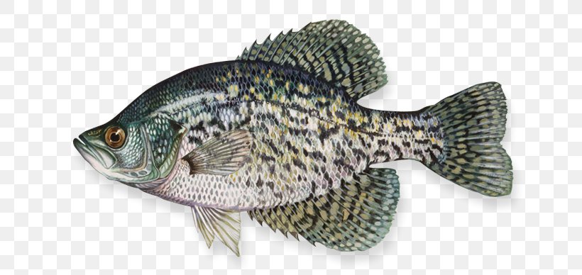 Black Crappie White Crappie Northern Pike Largemouth Bass Yellow Perch, PNG, 658x388px, Black Crappie, Bass, Bass Fishing, Bighead Carp, Crappies Download Free
