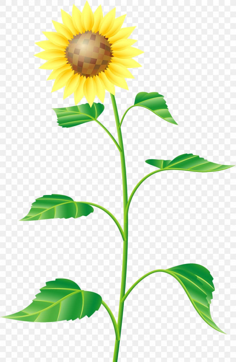 Common Sunflower Cartoon Drawing, PNG, 1560x2388px, Common Sunflower, Cartoon, Cut Flowers, Daisy Family, Designer Download Free