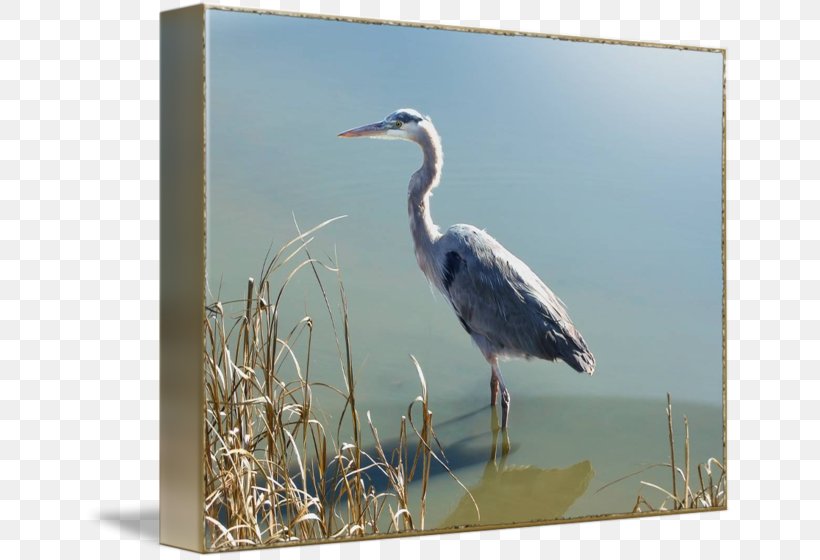Crane Heron Water Bird Stork, PNG, 650x560px, Crane, Beak, Bird, Ciconiiformes, Crane Like Bird Download Free