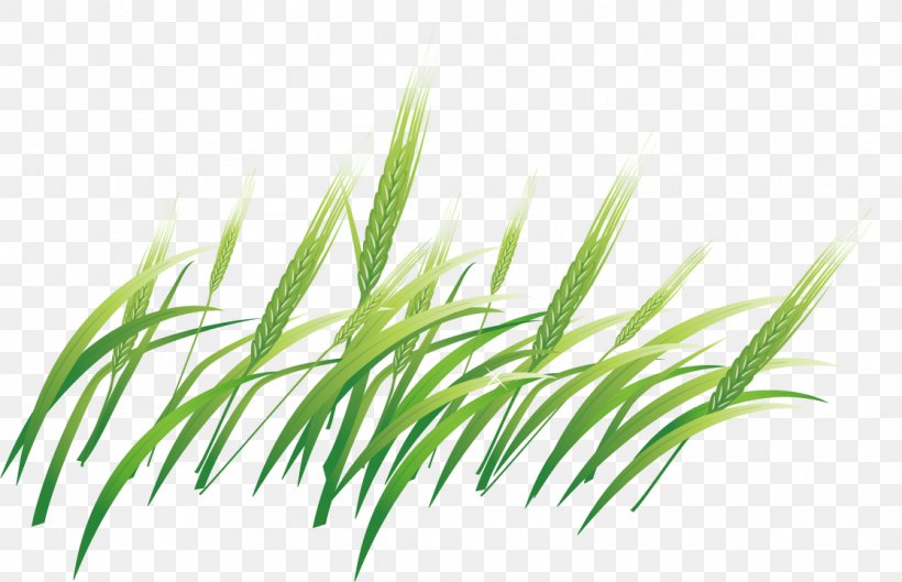 Barley Computer File, PNG, 1118x722px, Barley, Grass, Grass Family, Gratis, Green Download Free