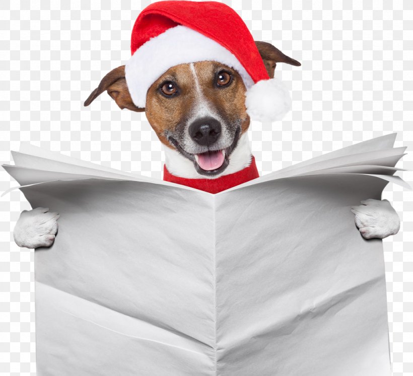 Jack Russell Terrier Dachshund Samoyed Dog Pet Sitting Santa Claus, PNG, 1024x934px, Jack Russell Terrier, Boxing Day, Canidae, Carnivoran, Christmas Download Free