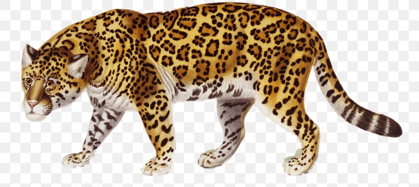 Jaguar Clip Art, PNG, 768x367px, Jaguar, Animal, Animal Figure, Big Cats, Book Download Free