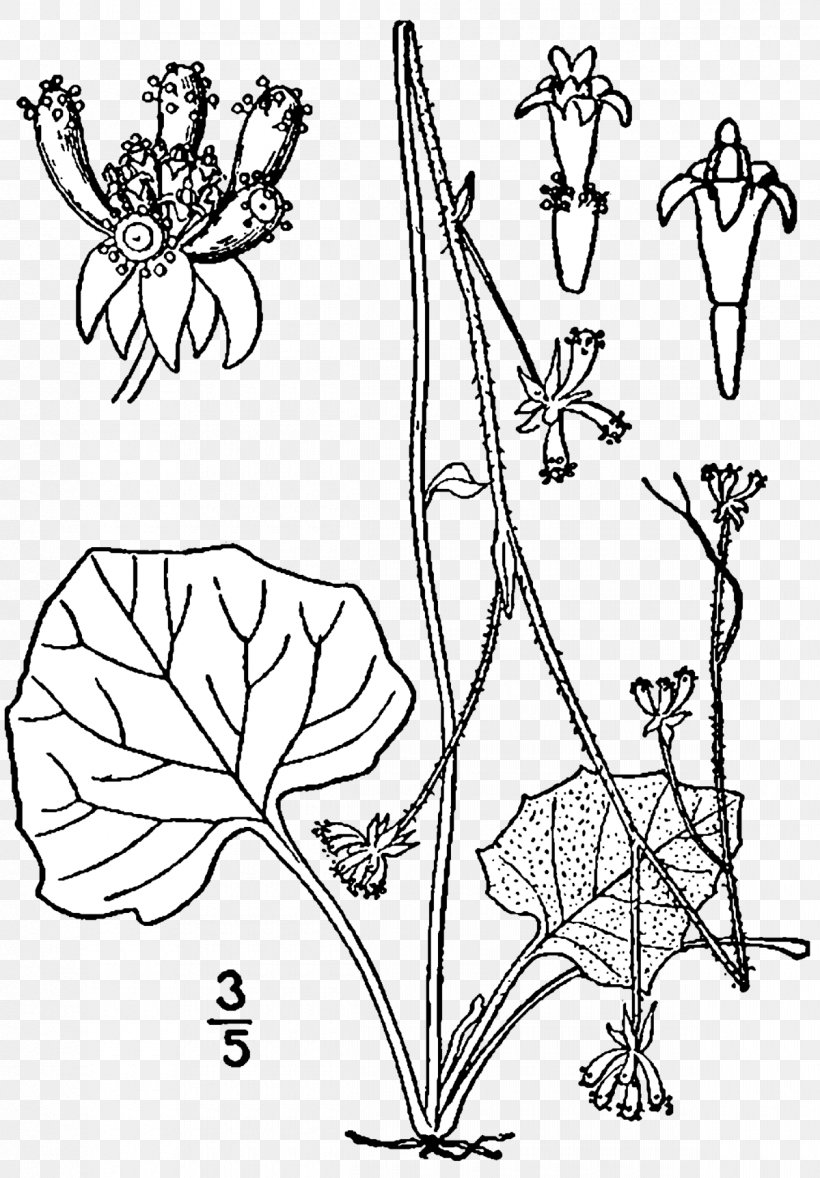 Adenocaulon Bicolor Flowering Plant Magnoliopsida Aconitum Noveboracense, PNG, 1200x1725px, Adenocaulon Bicolor, Art, Asterales, Black And White, Branch Download Free