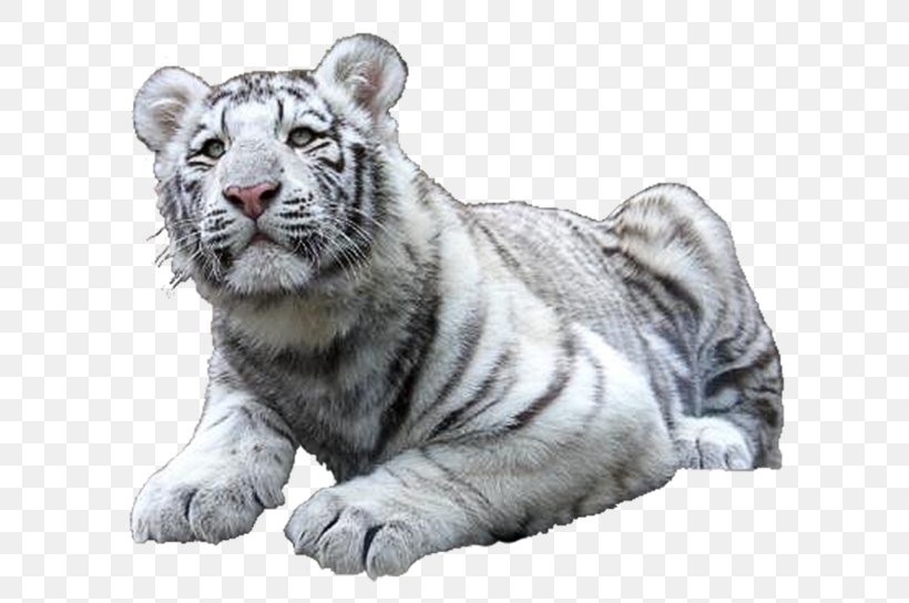 Felidae Cat White Tiger Golden Tiger, PNG, 700x544px, Felidae, Archive File, Bengal Tiger, Big Cats, Carnivoran Download Free
