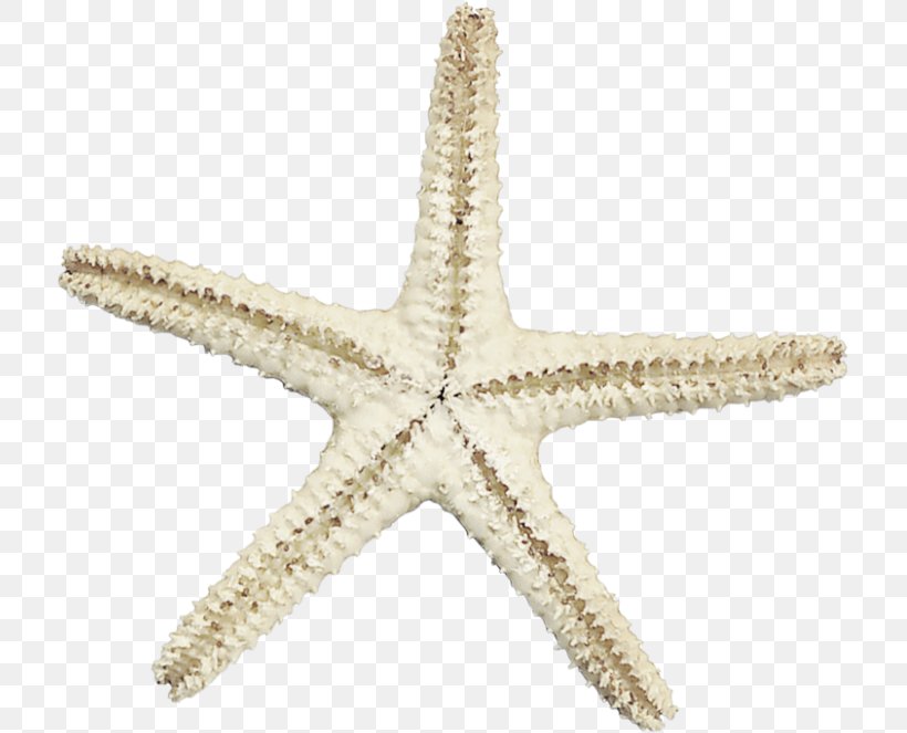 Starfish Sea, PNG, 715x663px, Starfish, Animal, Animation, Echinoderm, Invertebrate Download Free