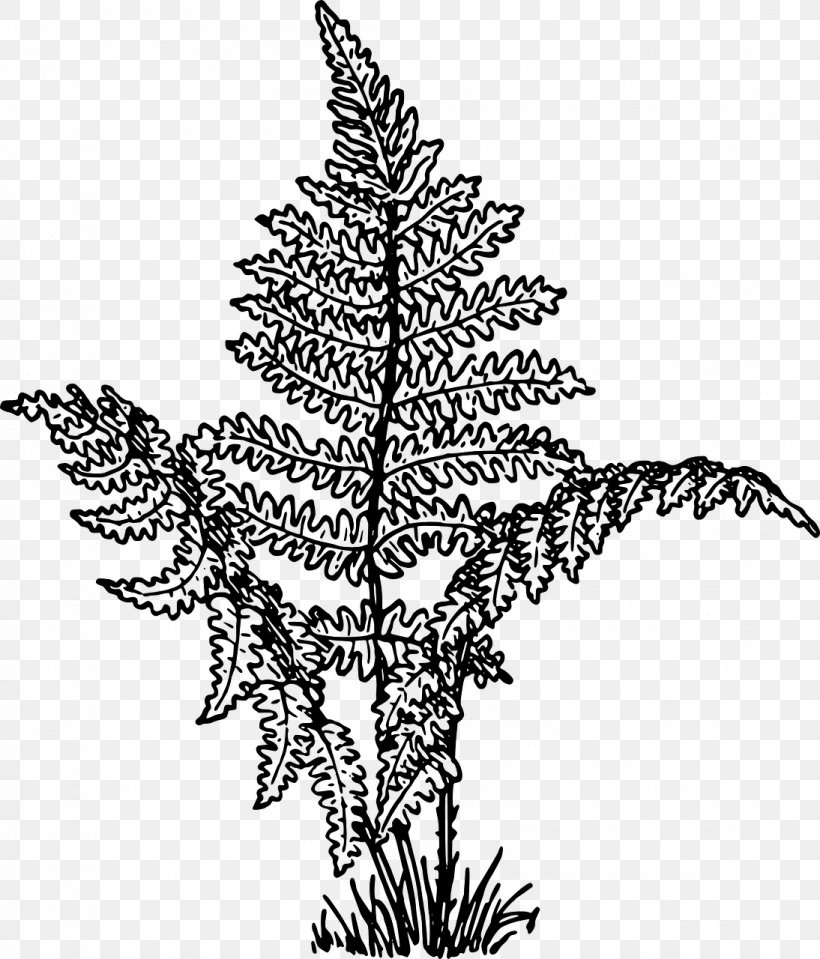 Vascular Plant Pine Plants Drawing Fern, PNG, 1094x1280px, Vascular Plant, Botany, Drawing, Fern, Flower Download Free