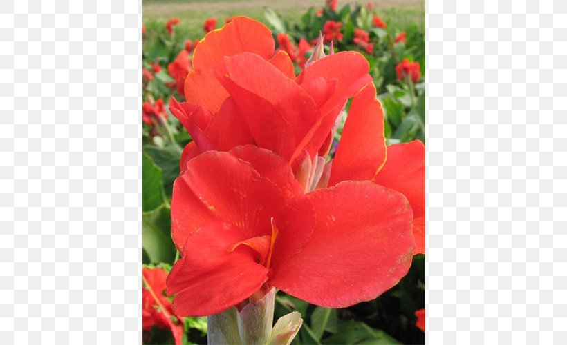 Canna Terra Ceia Farms Gladiolus Bulb Shrub, PNG, 500x500px, 2018, Canna, Annual Plant, Begonia, Bud Download Free