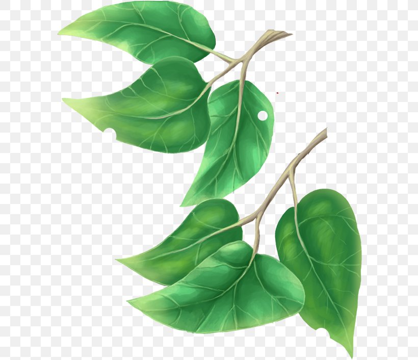 Branch Leaf Tree Clip Art, PNG, 600x706px, Branch, Autumn Leaf Color, Fruit, Green, Leaf Download Free