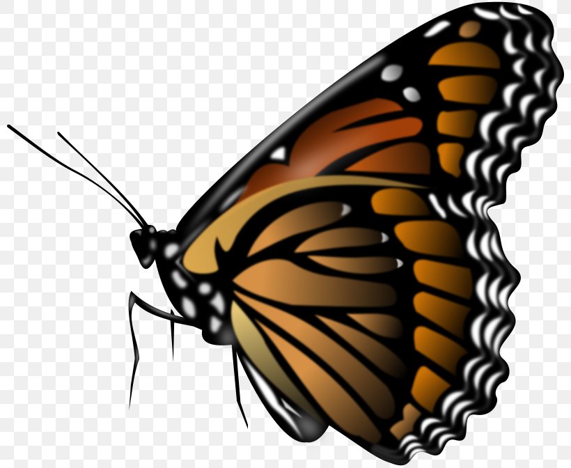 Monarch Butterfly Coloring Book Clip Art, PNG, 800x672px, Butterfly, Arthropod, Brush Footed Butterfly, Butterflies And Moths, Color Download Free