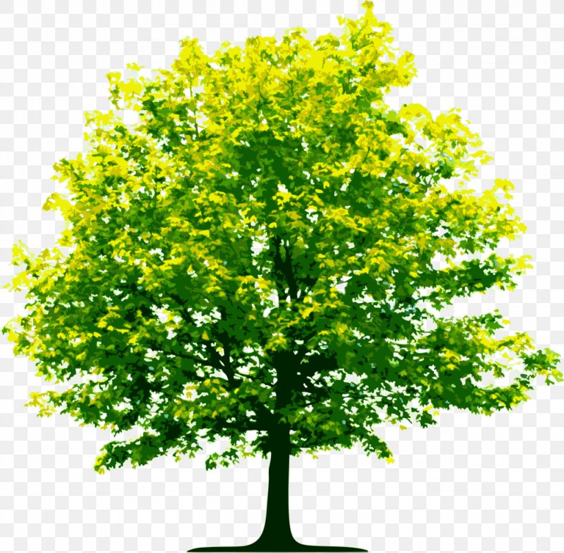 Clip Art Image Tree Transparency, PNG, 1024x1004px, Tree, Branch, Evergreen, Leaf, Plant Download Free