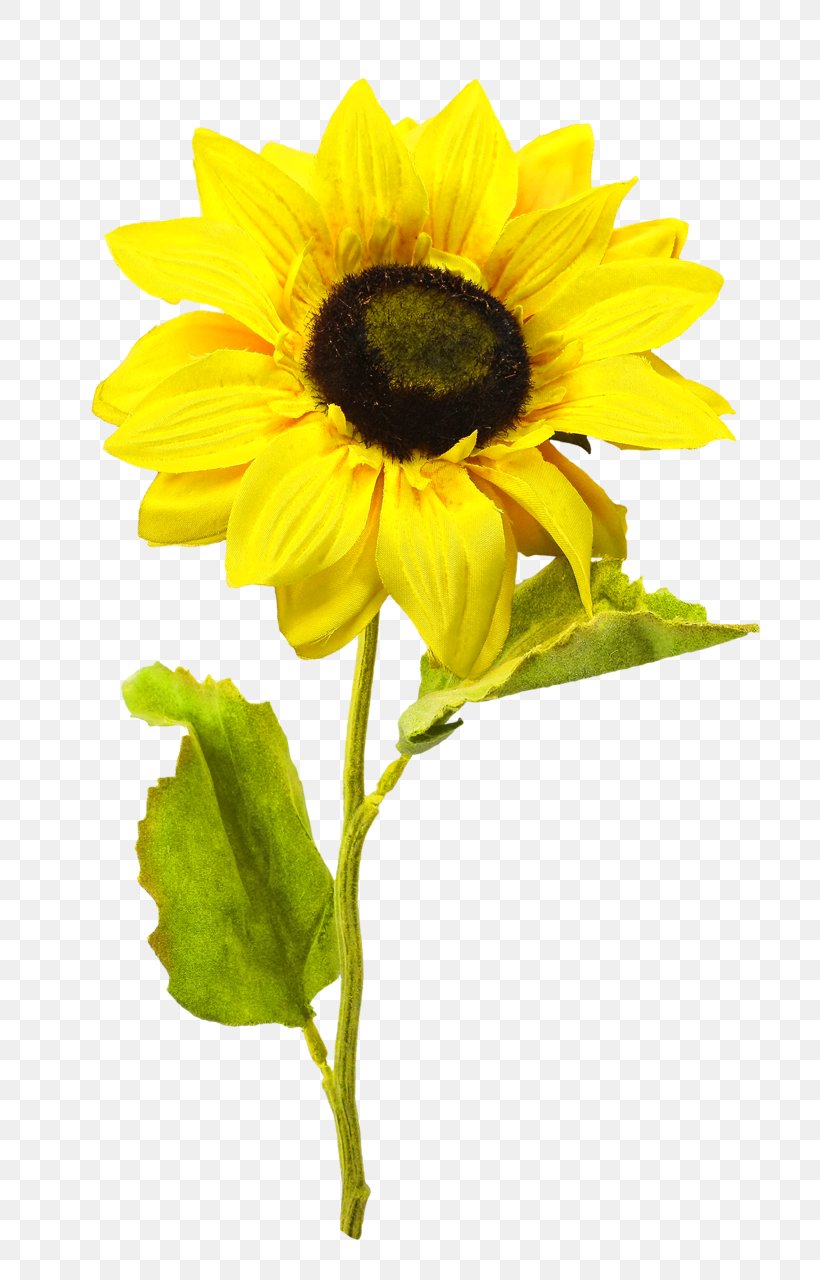 Common Sunflower Clip Art, PNG, 739x1280px, Common Sunflower, Annual Plant, Daisy Family, Flower, Flowering Plant Download Free