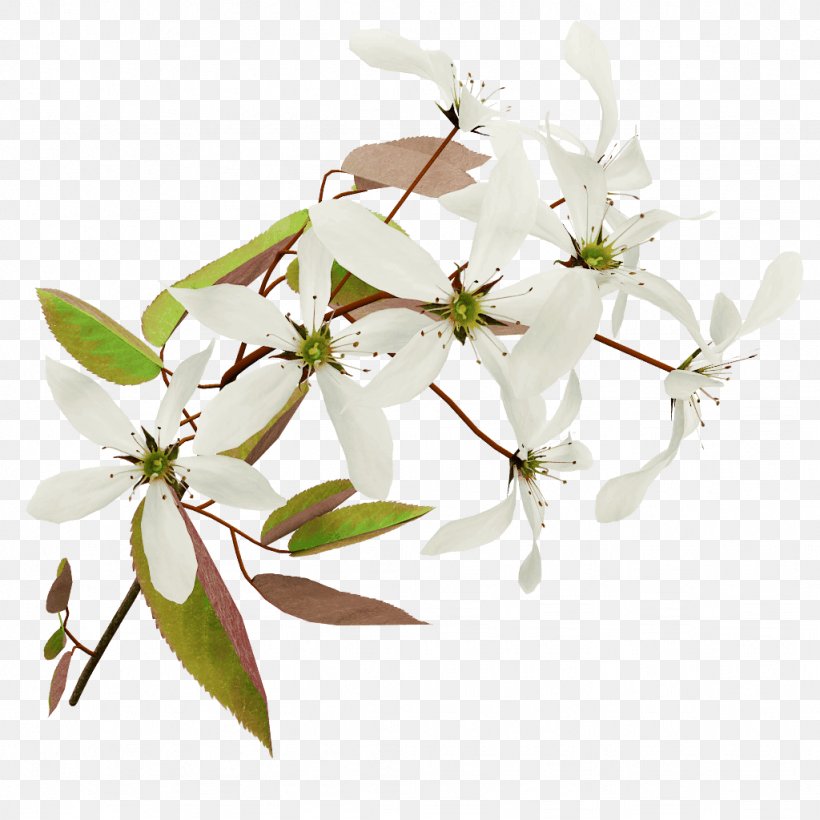 Twig Tree Branch Amelanchier Lamarckii English Walnut, PNG, 1024x1024px, Twig, Acer Cappadocicum, Amelanchier Lamarckii, Bark, Blossom Download Free