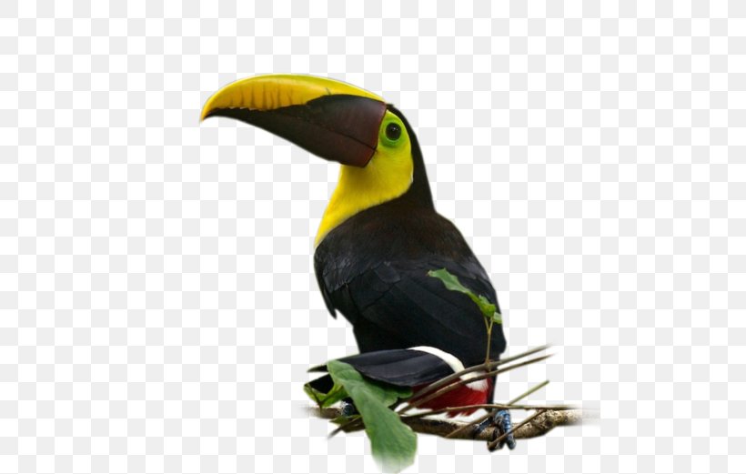 Bird Nom D'oiseau Parakeet Beak Feather, PNG, 500x521px, Bird, Beak, Calendar, Communicatiemiddel, Copyscape Download Free