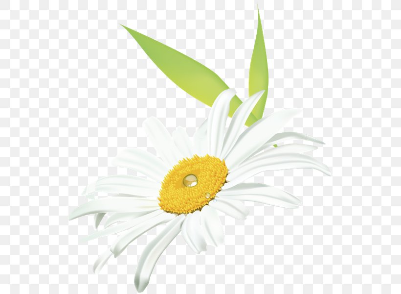 Common Daisy Oxeye Daisy Transvaal Daisy Dendranthema Lavandulifolium Daisy Family, PNG, 557x600px, Common Daisy, Chamomile, Chrysanthemum, Cut Flowers, Daisy Download Free