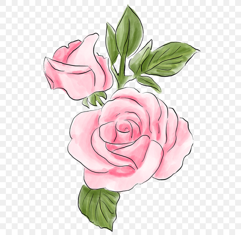 Garden Roses, PNG, 555x800px, Pink, Camellia, Cut Flowers, Floribunda, Flower Download Free