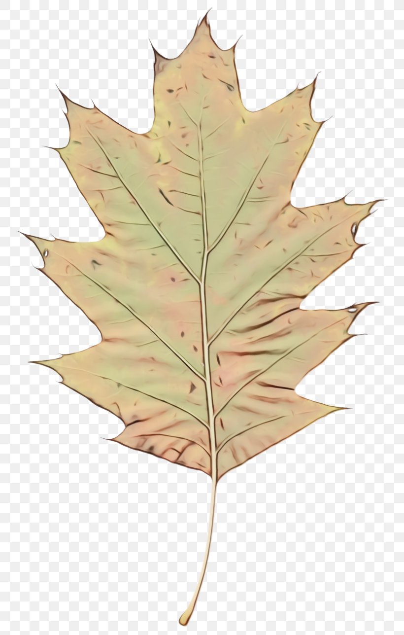 Maple Leaf, PNG, 776x1288px, Watercolor, Black Maple, Deciduous, Leaf, Maple Leaf Download Free