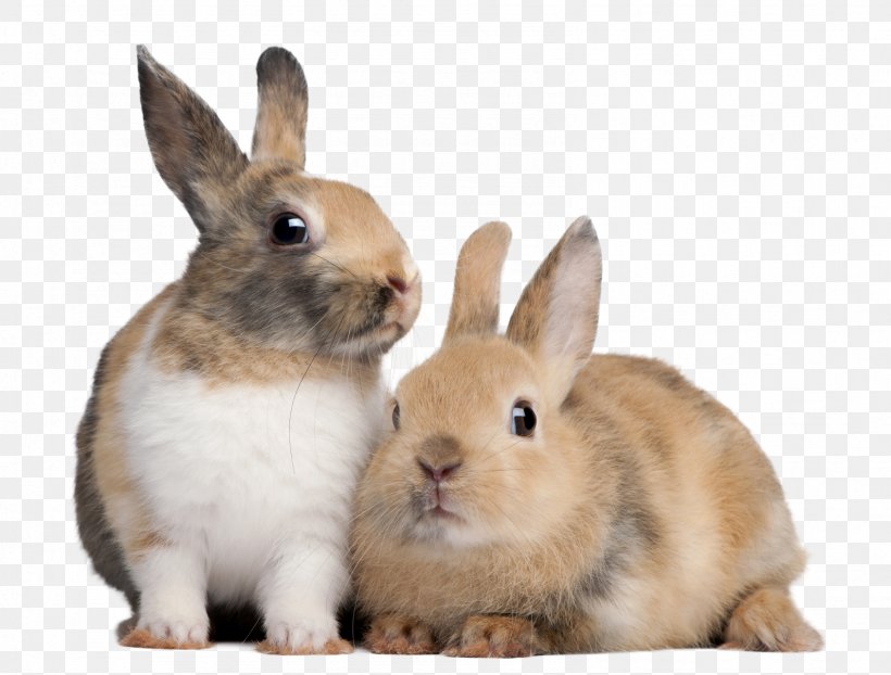 Rabbit Production Domestic Rabbit European Rabbit Raising Rabbits, PNG, 1591x1207px, Rabbit Production, Animal, Animal Breeding, Domestic Rabbit, Draize Test Download Free