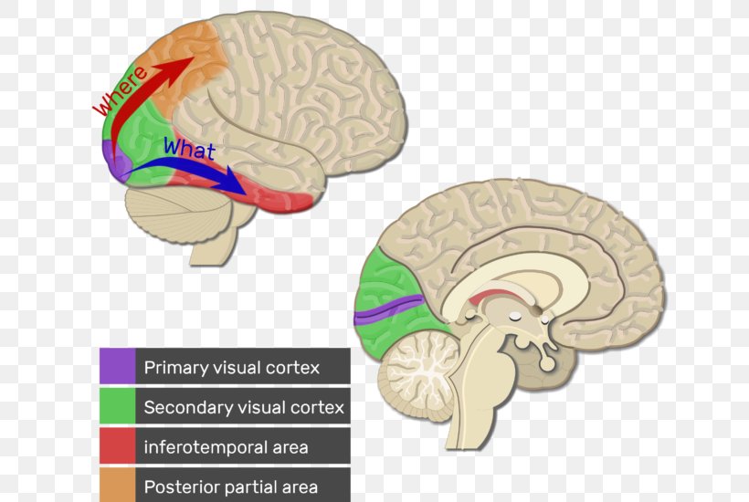 Visual Cortex Cerebral Cortex Brain Auditory Cortex, PNG, 644x550px, Watercolor, Cartoon, Flower, Frame, Heart Download Free