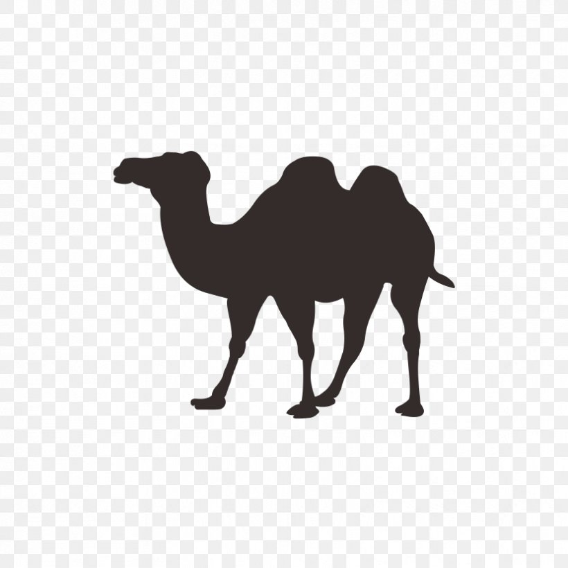 Bactrian Camel Dromedary Icon, PNG, 828x828px, Bactrian Camel, Arabian Camel, Black And White, Camel, Camel Like Mammal Download Free