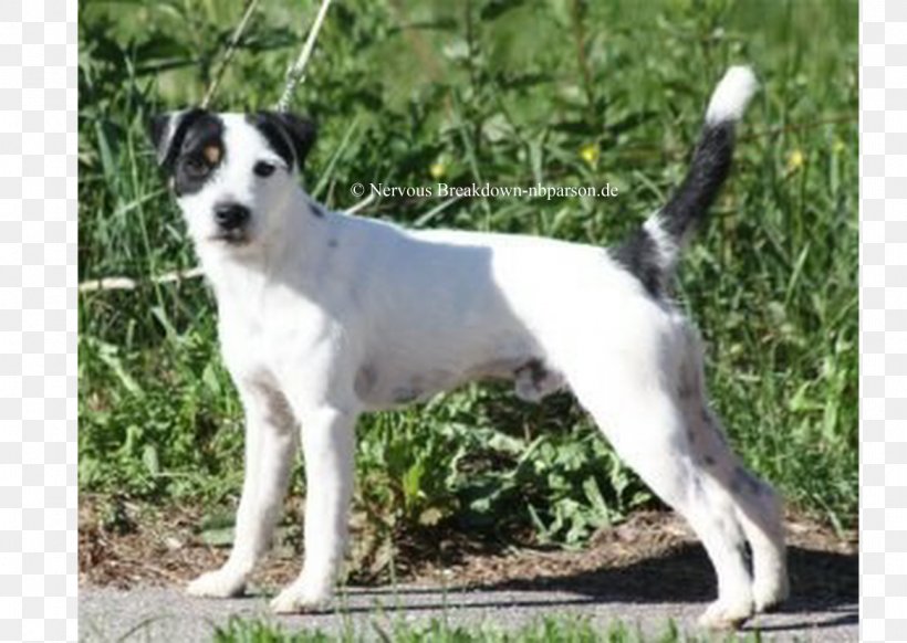 Parson Russell Terrier Miniature Fox Terrier Jack Russell Terrier Smooth Fox Terrier Tenterfield Terrier, PNG, 1165x827px, Parson Russell Terrier, Breed, Carnivoran, Companion Dog, Dog Download Free