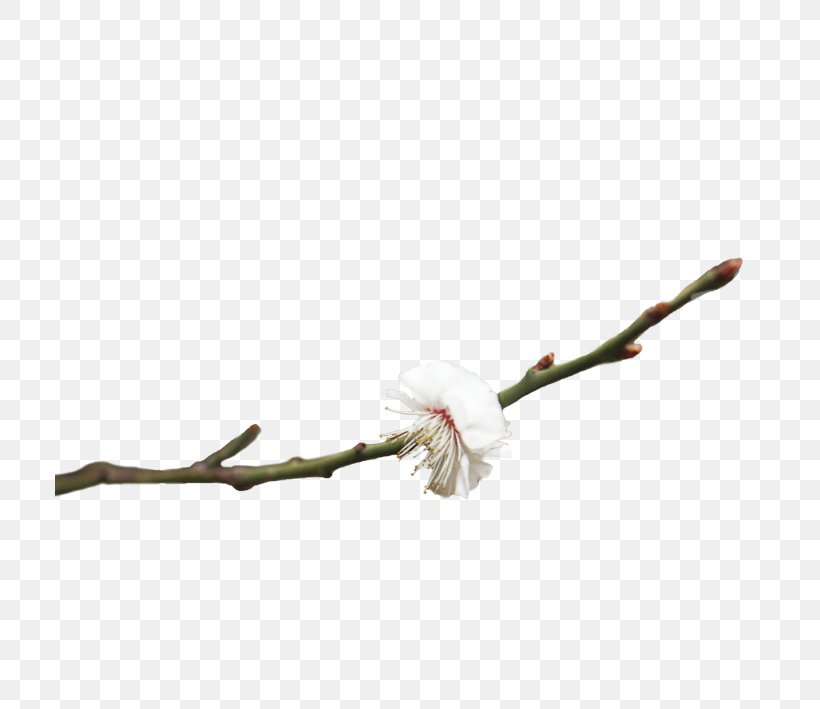 Plum Blossom Pink Flowers, PNG, 709x709px, Plum Blossom, Blossom, Branch, Bud, Cherry Blossom Download Free